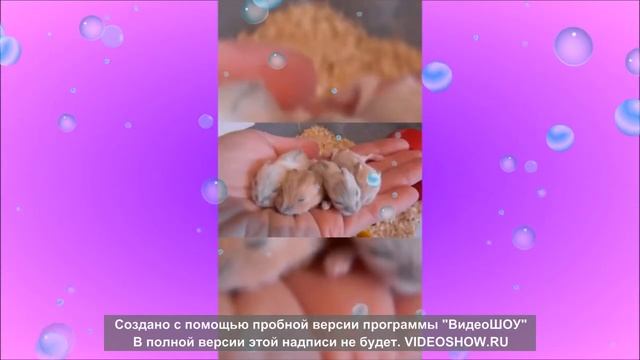 Хомячата уснули у меня на руке Hamsters fell asleep on my arm#Shorts смотреть онлайн