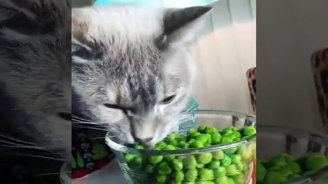 А ваш кот ест фрукты и овощи? смотреть онлайн