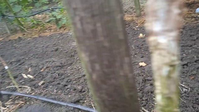 фундук щеплений на горіх ведмежий смотреть онлайн
