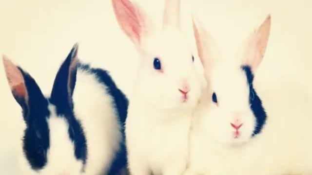 Очень милые кролики смотреть онлайн