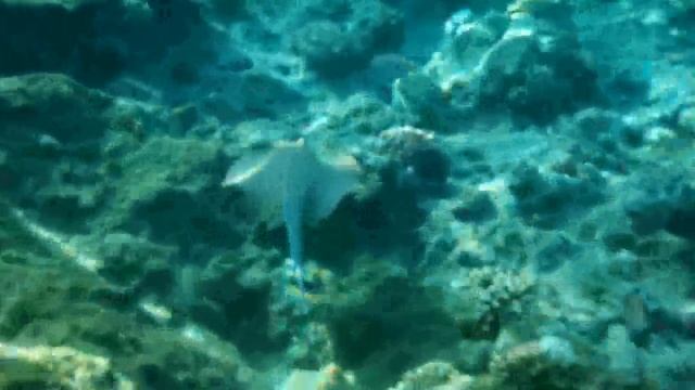 Bluespotted stingray at coral reef in Red Sea смотреть онлайн