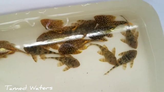 Brazil shipment is in! Guess the L numbers! смотреть онлайн