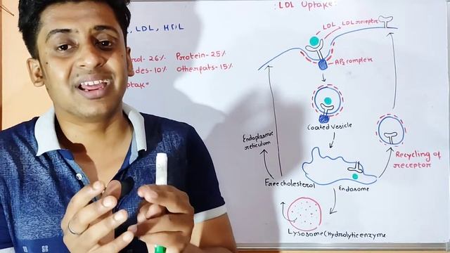 Receptor-Mediated Endocytosis | ldl uptake | csir net life science смотреть онлайн