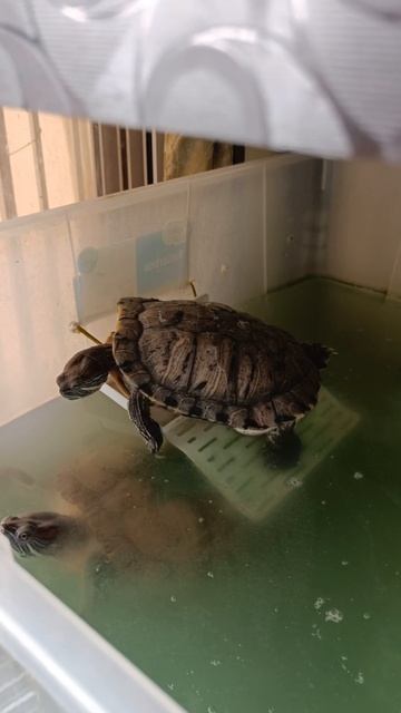 Turtle Basking in their Tub | #turtles #basking #redearedslider смотреть онлайн