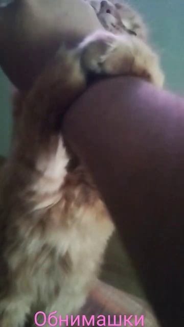 Мейн Кун обнимашки смотреть онлайн