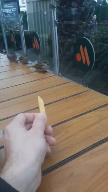 Сочи. Адлер. Вкусно точка. Воробьи. Мандарин. Картошка фри лучше бургера.) смотреть онлайн