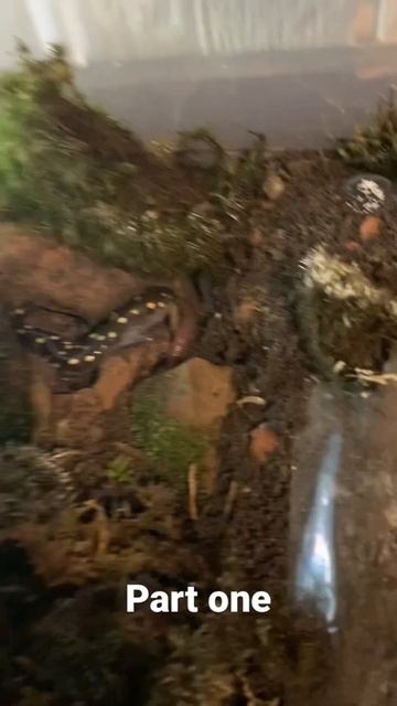 Salamander eating part one смотреть онлайн