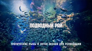 Подводный рай — Тропические рыбы и звуки океана для глубокой релаксации | Somnus Studio