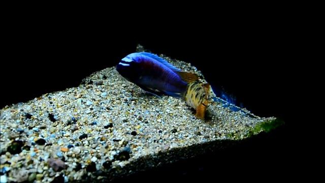 Spawning time of the Labeotropheus simoneae red смотреть онлайн