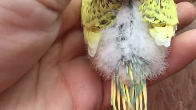 Baby Budgie/Parakeet Chick(Oliver And Bugles)(Волнистых попугаев) смотреть онлайн