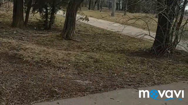 Последний день зимы Ура! Прогулка с собакой смотреть онлайн