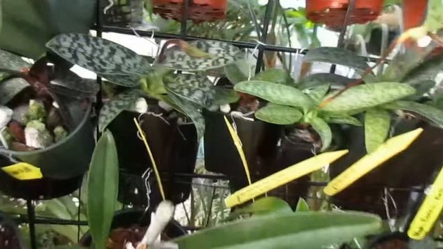 Vertical Orchid Gardening Ideas/Vertical Rows of Orchids & etc! #Orchids #VerticalOrchidGarden смотреть онлайн