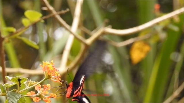 紅珠鳳蝶（Pachliopta aristolochiae） , Taiwan 21/MAR/2016 смотреть онлайн