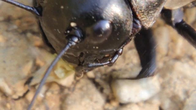 2023-06-18 RIBNIKI V DOLINI DRAGE ORTHOPTERA Gryllus campestris POLJSKI MUREN смотреть онлайн