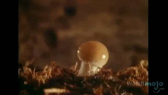 Top 10 Doors Songs смотреть онлайн