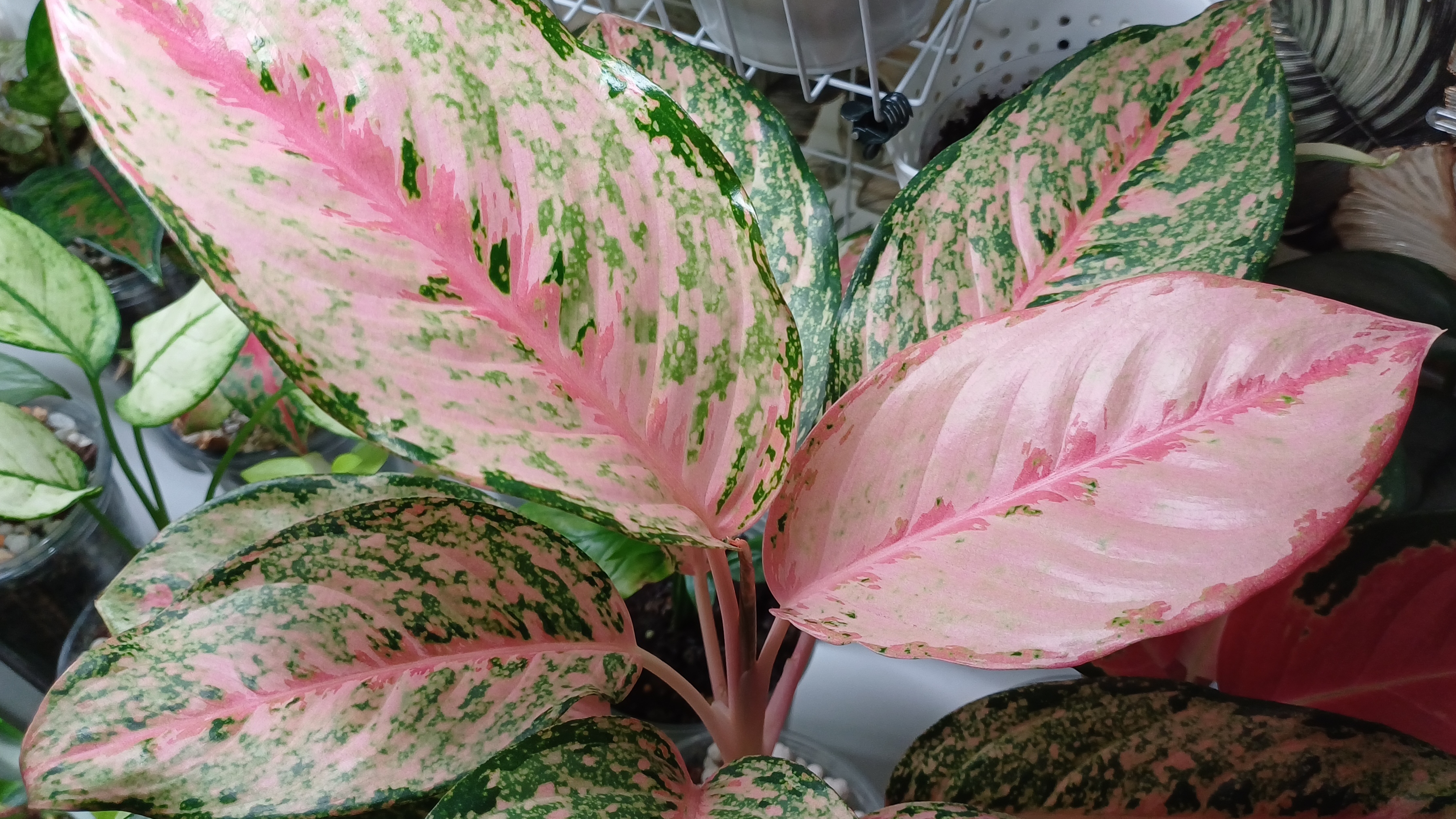 Прогуляемся по цветочным полочкам😉🌿💕 Новенькие листики🌱 смотреть онлайн