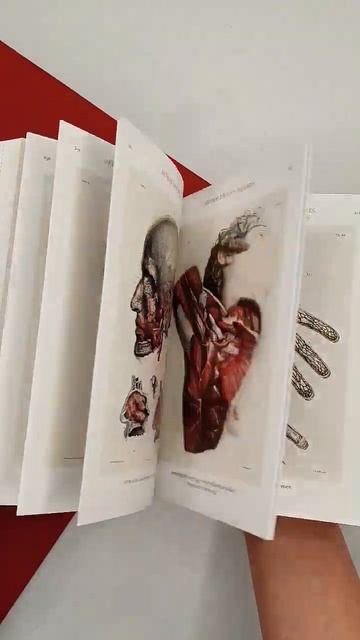 Atlas of Human Anatomy and Surgery смотреть онлайн