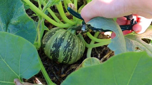 10 Tips to GROW MORE Food from your Edible Home Garden // Sustainable Living in the Suburbs смотреть онлайн