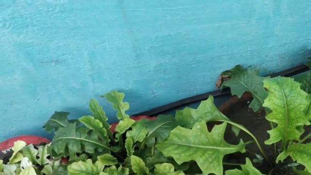 how to save your plants in heavy rain !! Barsaat me poudho ko kaise bchaye #monsoongarden смотреть онлайн