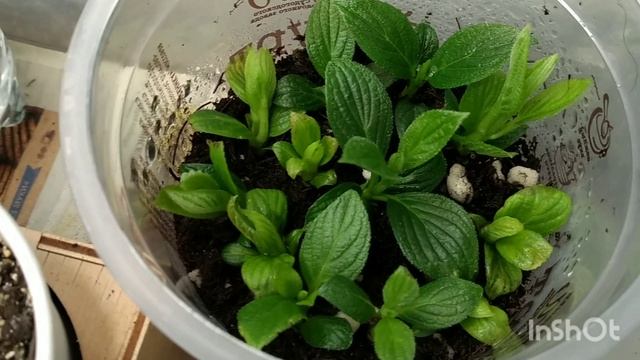 Получилось!!! Размножение гортензии почками. смотреть онлайн