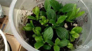 Получилось!!! Размножение гортензии почками.