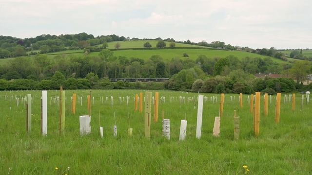 Plastic-free tree guard trials at Avoncliff Wood-The Woodland Trust смотреть онлайн