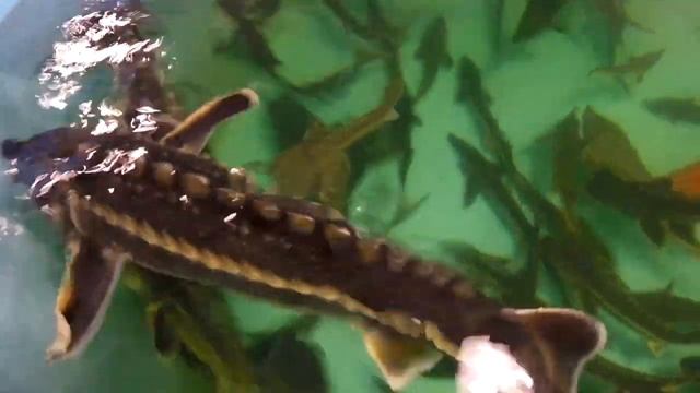 Биофильтр в УЗВ, как рассчитать правильно норму кормления рыбы. смотреть онлайн