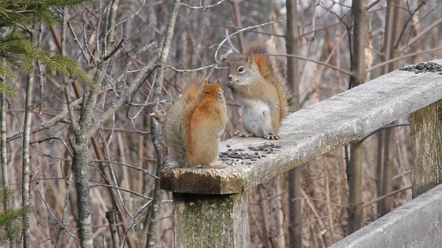 MVI_9625 смотреть онлайн