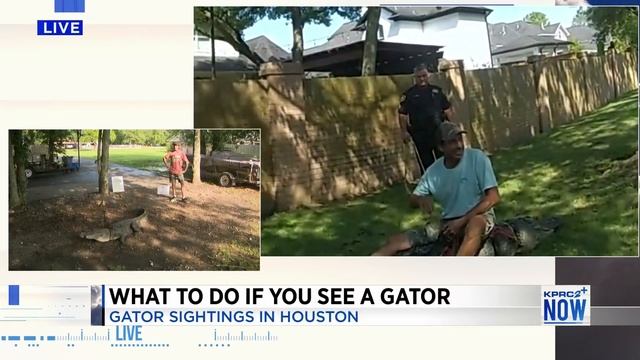 Wrangler tells you what you should do if you come across an alligator in Houston смотреть онлайн