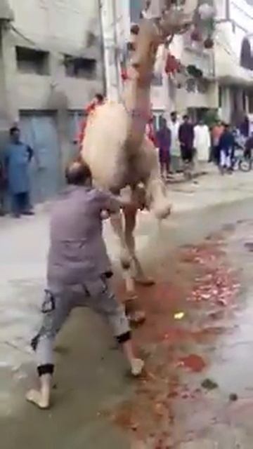 Удар верблюда смотреть онлайн