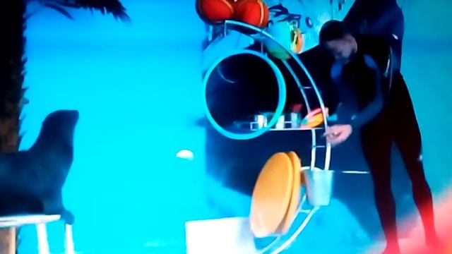 морские котики смотреть онлайн