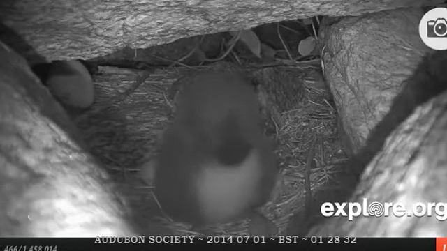 Puffin and puffling, one feed included and Dad visits - Audubon Society смотреть онлайн