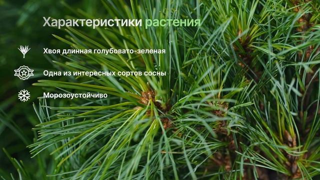 Ниагара фоллс - Сосна Веймутова (Pinus strobus 'Niagara Falls') - плакучая хвоя смотреть онлайн