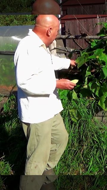 Мини-парник .Сортовых огурцов меньше чем гибридов,но они гораздо вкуснее #сад #садоводство #огород смотреть онлайн