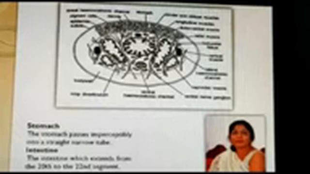 Hirudinaria granulosa Digestive system B SC Part I Higher Invertebrates DR ARUNA CHAKRAWARTI смотреть онлайн