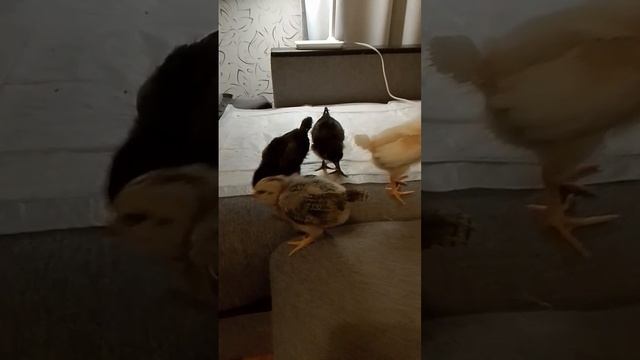 Наши цыплята из инкубатора #Обзор #обучение #влок