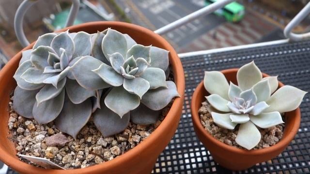 2020년 새해인사및 두화분에 심은 1년,4년된 다육이"릴리시아,춘맹"비교... смотреть онлайн