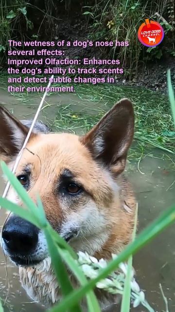 Why is a dog's nose always wet and its effects# shorts#@lovedogs7747 смотреть онлайн