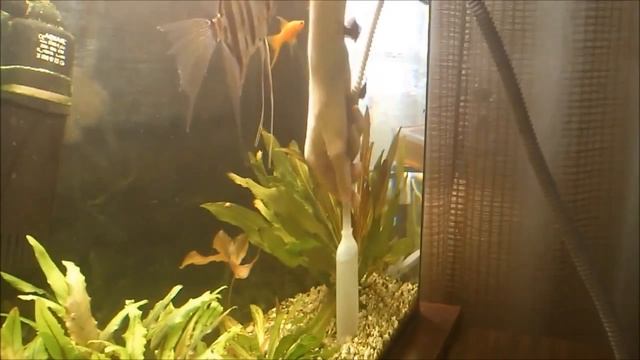 In How To Clean The Bottom Of The Aquarium Aquariumist