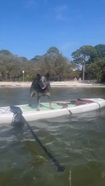 Happy dog #rocpaddleboards #shorts #paddle #adventure #florida #explore #suppup #wonder #sup #love смотреть онлайн