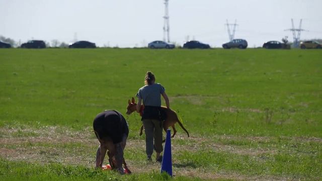 Фараонова собака ILIFIA IZ SCHNEIDER RICH (к) и AMENEMHET ANDORA TA MALTA (б) смотреть онлайн