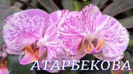 №1063/ СВЕЖАЯ поставка ОРХИДЕЙ в с/ц на АТАРБЕКОВА. Горшки для КОМ. РАСТЕНИЙ смотреть онлайн