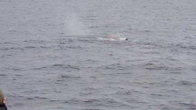 НОРВЕГИЯ КИТОВОЕ САФАРИ КАШАЛОТ לוית סאפארי ןנורווגי SAFARI WHALE NORWAY смотреть онлайн