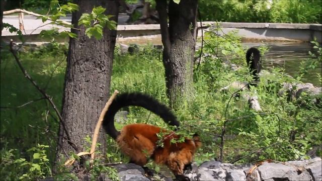 Красный и чёрно-белый вари гуляют на островке 13.06.2024 смотреть онлайн