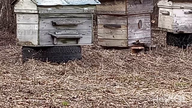 Новые жители.