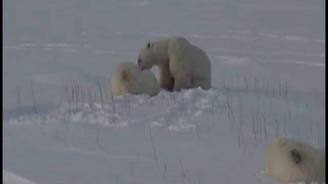 Churchill Polar Bears Part 7. cub nursing смотреть онлайн