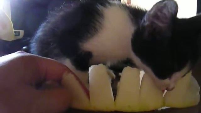 котенок ест дыню смотреть онлайн