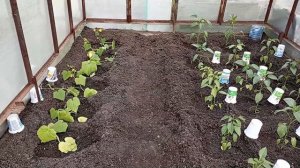 Высаживаю огурцы и перцы в теплицу