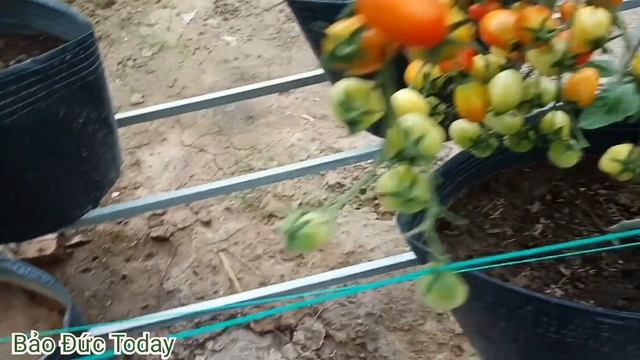 Cà chua cherry sắp chín rộ смотреть онлайн