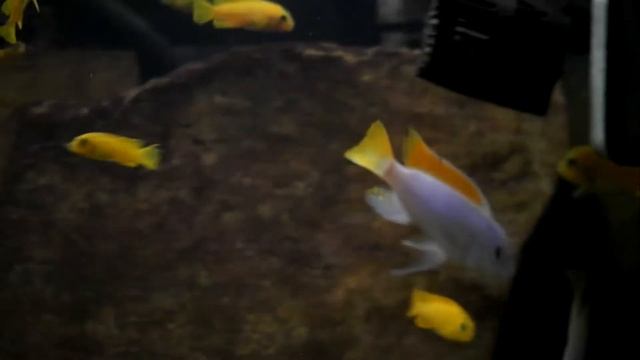 Metriaclima greshakei смотреть онлайн